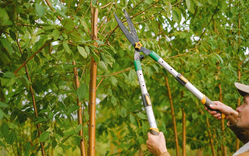 Tree trimming in Gilman, IA